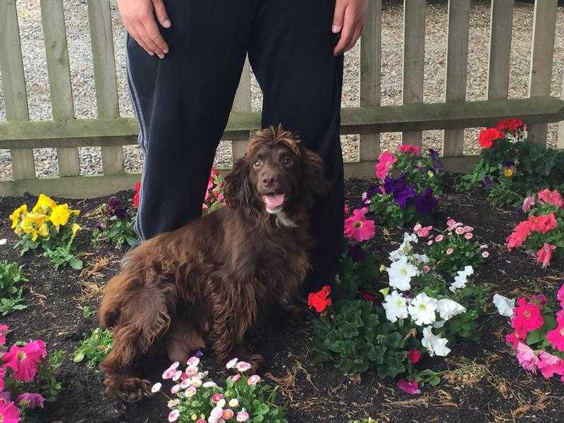 outstanding cocker spaniel puppies for sale