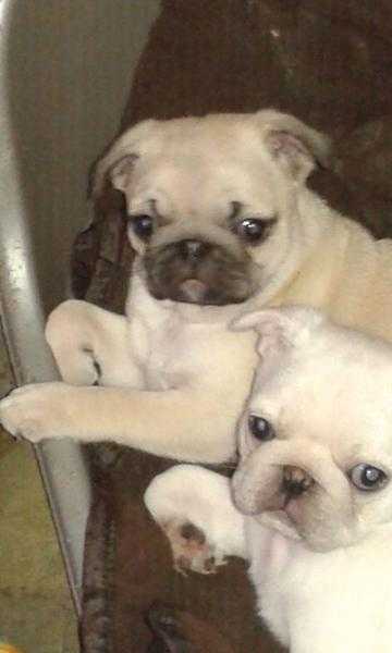 Outstanding KC Pug puppies available