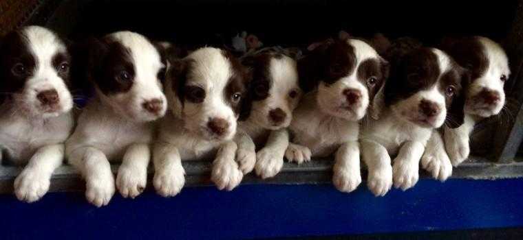 Outstanding KC reg English Springer Spaniels pups forsale