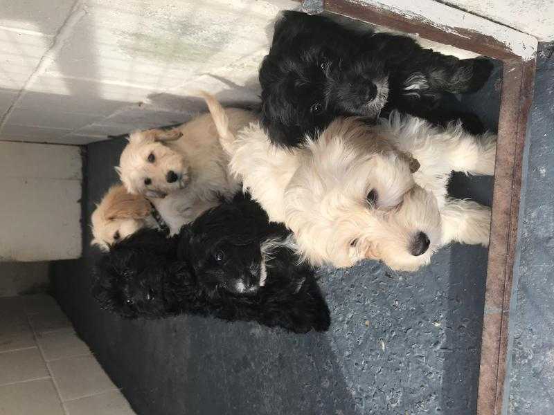 Outstanding Litter F1 Cockapoo Puppies