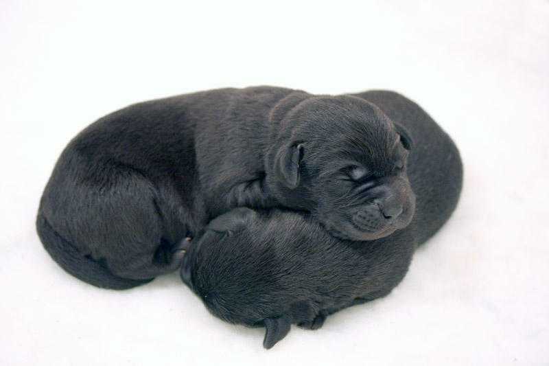 Outstanding pedigree black Labrador puppies