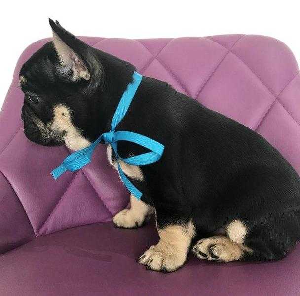 OUTSTANDING QUALITY- chocolate carrier French bulldogs