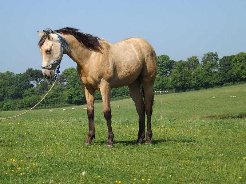 Outstanding Quarter Horse Colt