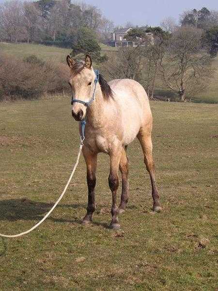 Outstanding Quarter Horse Yearling