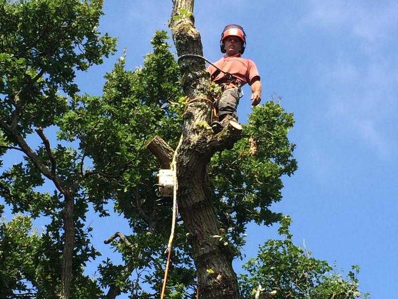 P A Cox Tree Surgery