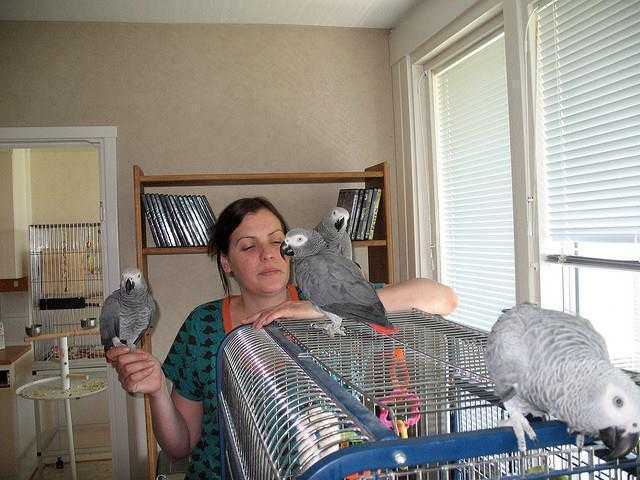 Pair African Grey Parrots 1 Year Old