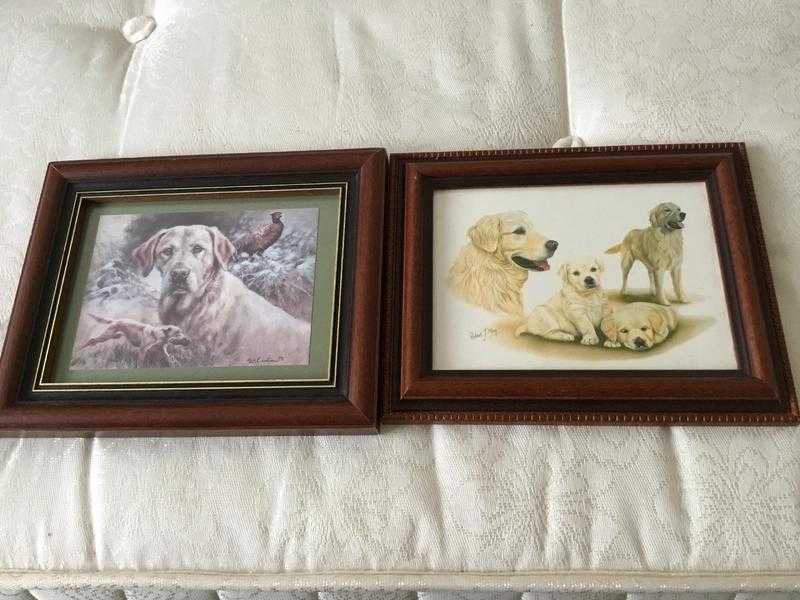 Pair Labrador   Prints