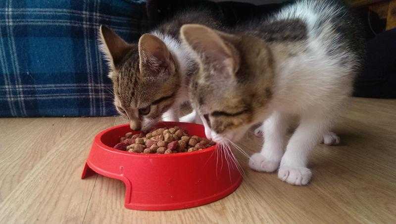 Pair of Cute Female Kittens