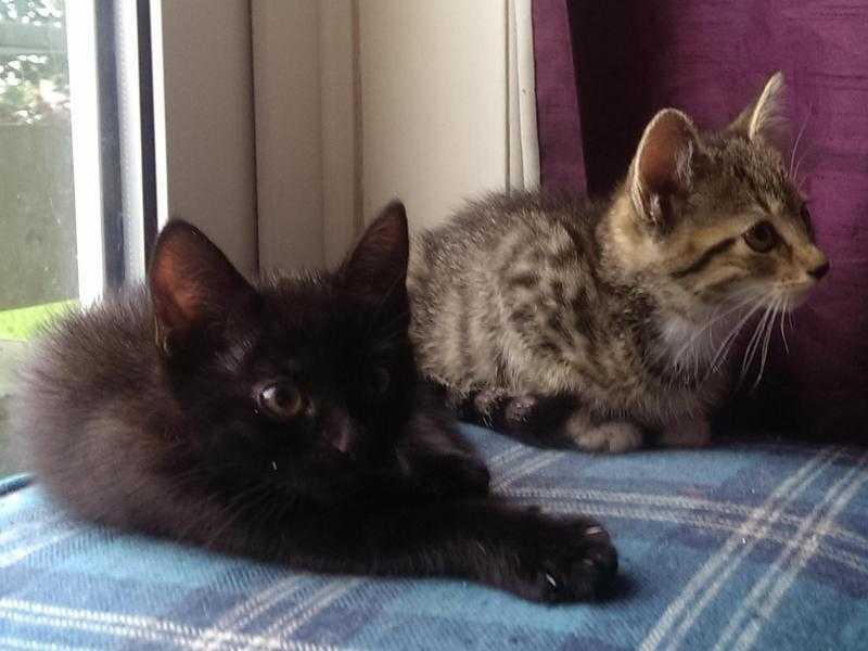 Pair of Cute Female Kittens