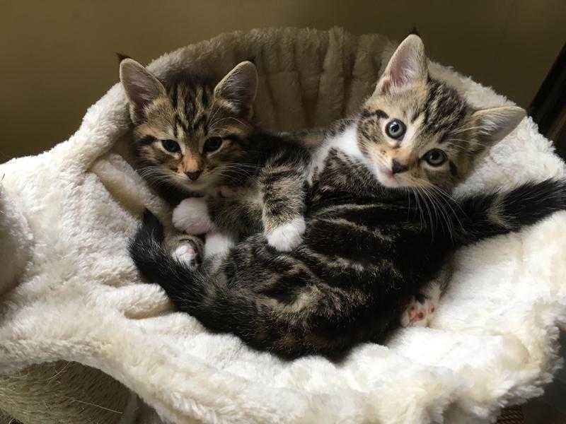 Pair of female Tabbies