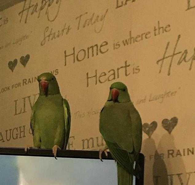 Pair of Indian ring neck parrots male and female