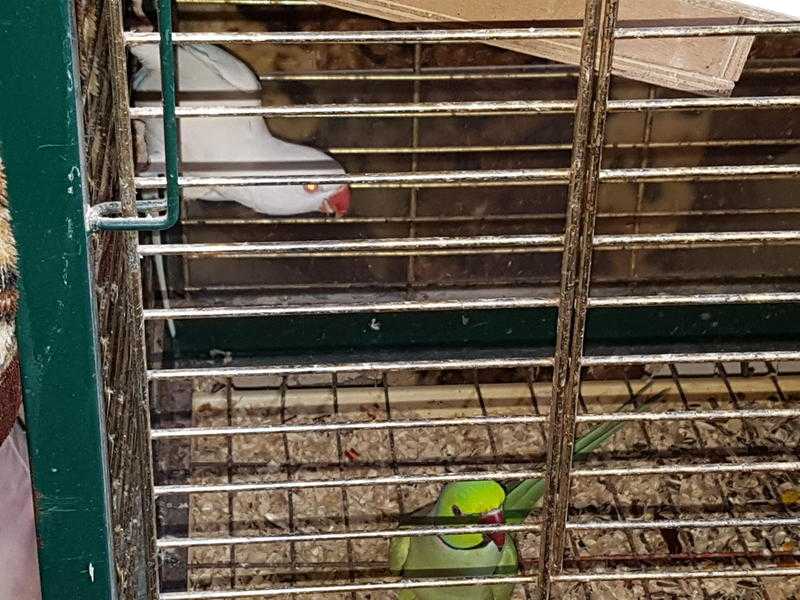 Pair of Indian ringnecks