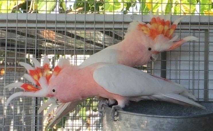 pair of major mitchell parrots,aviary,cage,stand