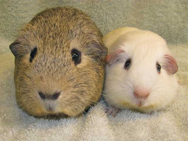 Pair of Male Guinea Pigs