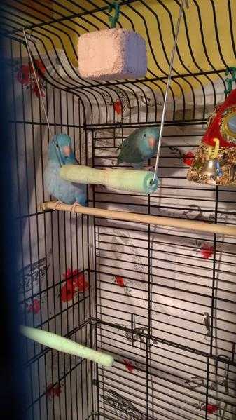 Pair of parrotlets