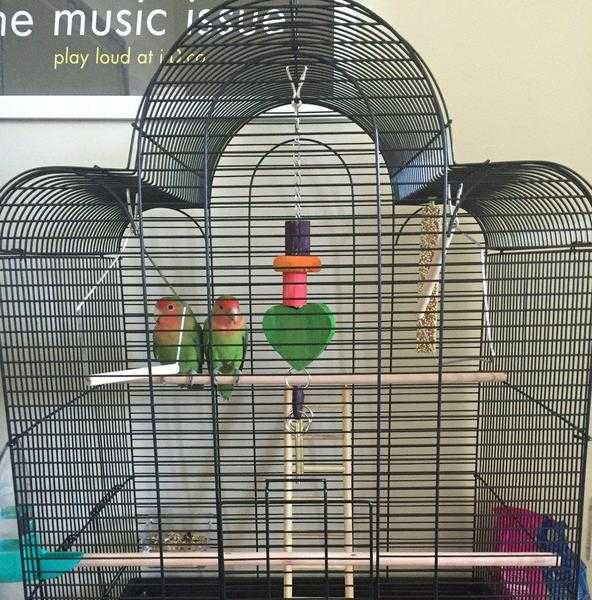 Pair Of Peach Faced Love Birds With Cage And Accessories