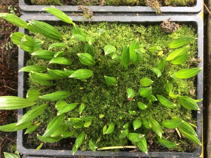 Palm seedlings trays of very cold hardy Trachycarpus fortunei.