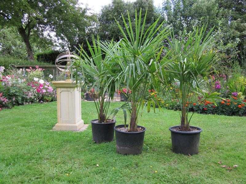 Palm Trees (Trachycarpus Fortunei) Very Hardy.