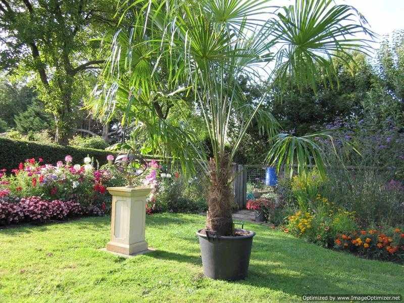 Palm trees very cold hardy large chusan Palms for sale.