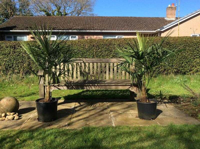 Palm trees very cold hardy Trachycarpus fortunei ,11 years old from seed.