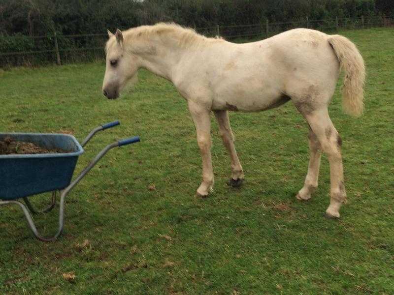 Palomino yearling sec D