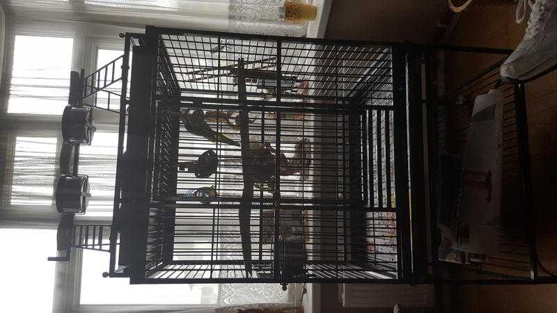 Parrot and cage for sale