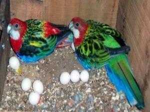 Parrots and Parrots eggs Available