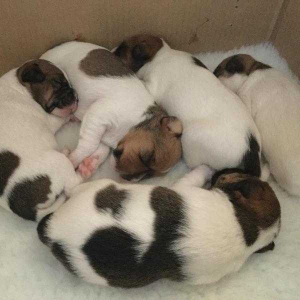 Parson Russell Terrier Pups