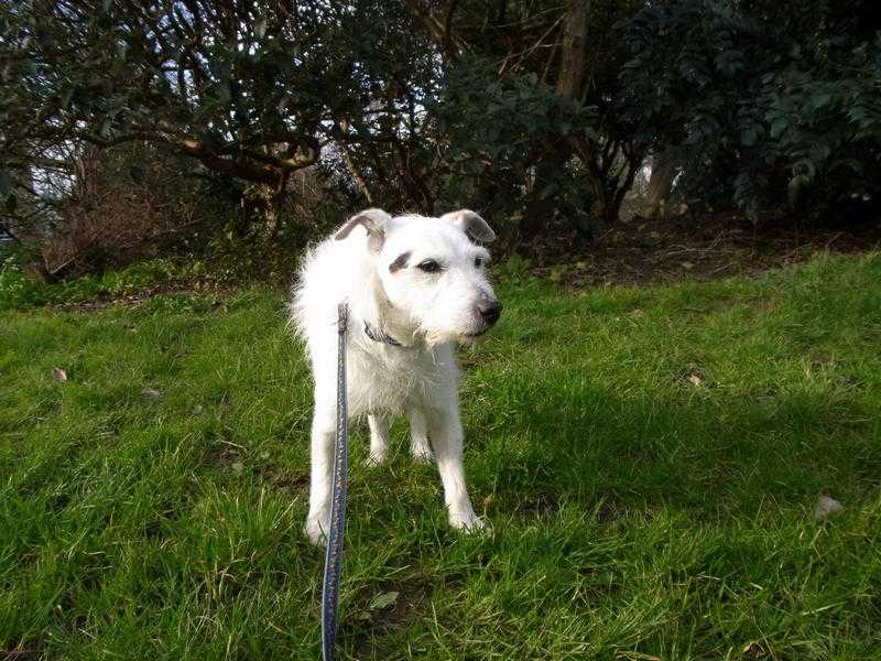 Parsons Jack Russell Terrier is looking for a new home