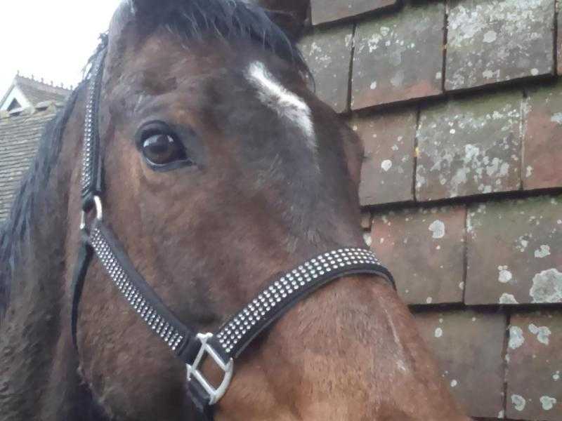 Part loanshare 16.1hh Thoroughbred 16 year old mare