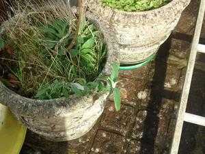 patio or garden flower tubs