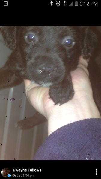 Patterdale puppies