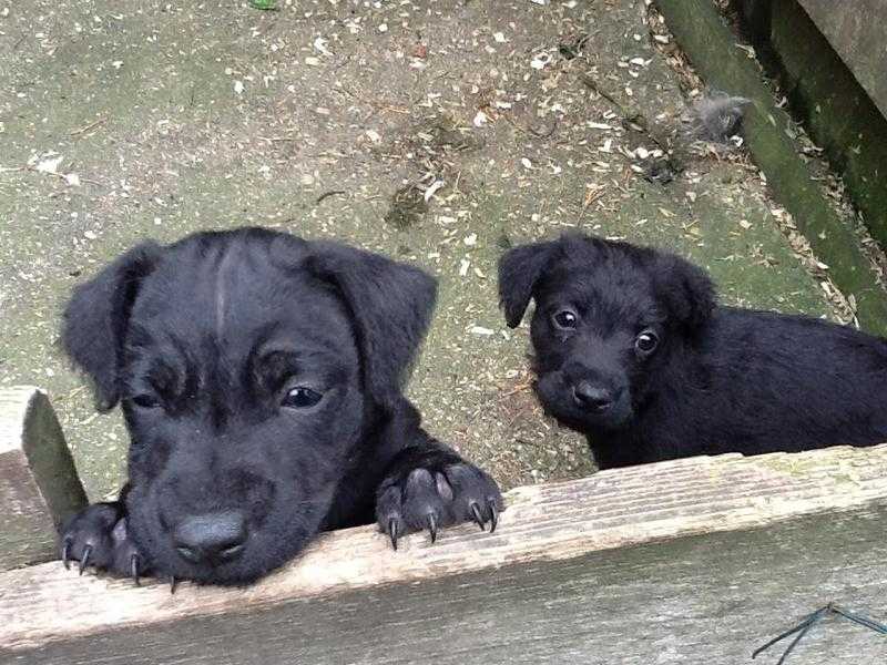 Patterdale puppies for sale