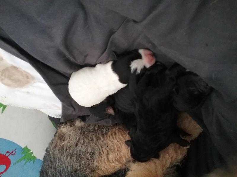 Patterdale terrier puppies for sale