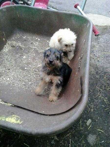 patterdale x bichon puppies