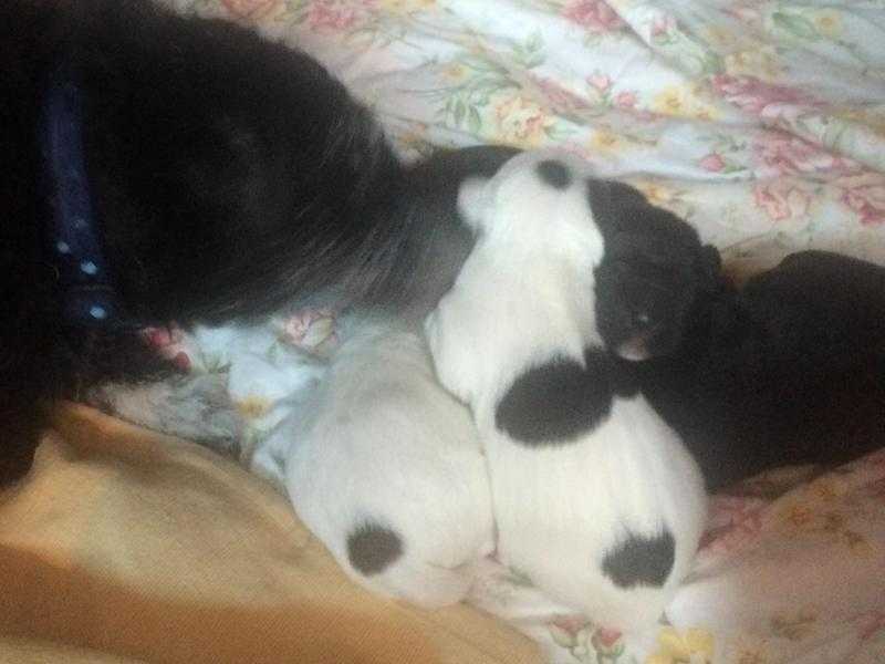 Patterdale x Cockerpoo Puppies for Sale