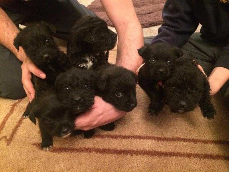 Patterdale x Lakeland pups