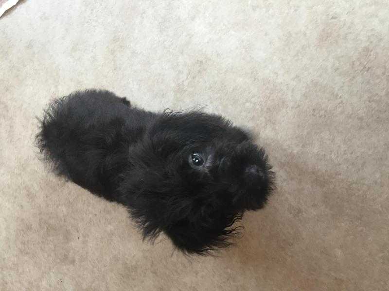 Patterdale x toy poodle