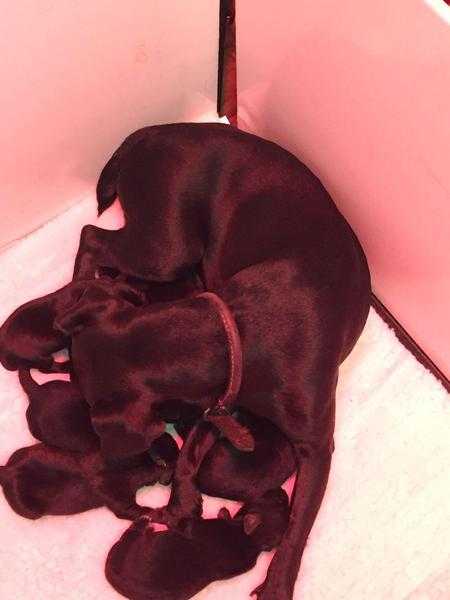 PATTERJACK PUPPIES