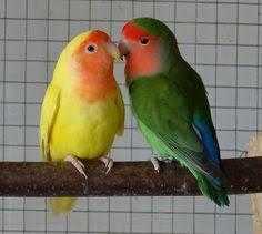 Peachfaced Lovebirds