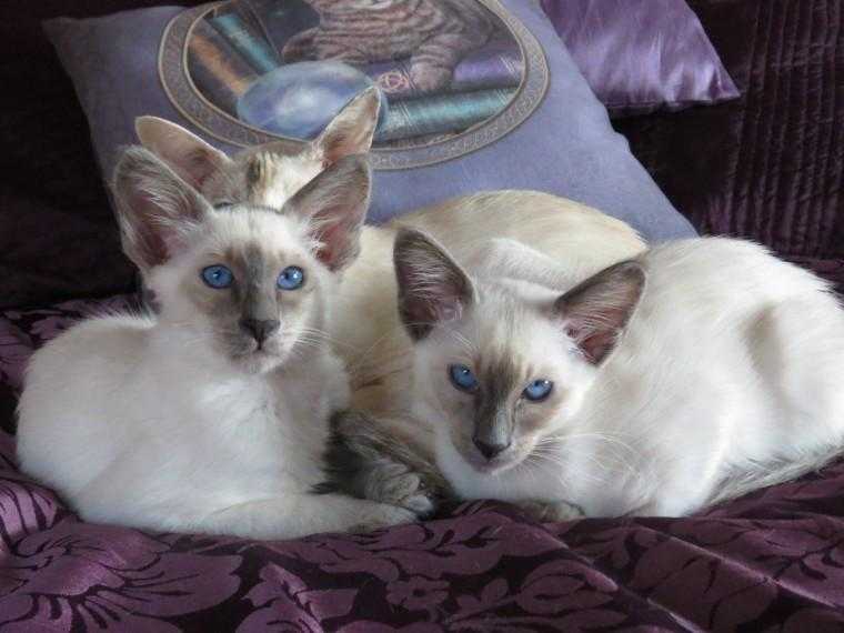 Pedigree Balinese Kittens