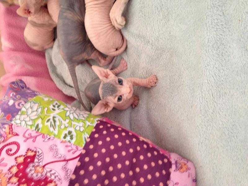 Pedigree BambinoSphynx Kittens for Sale 750