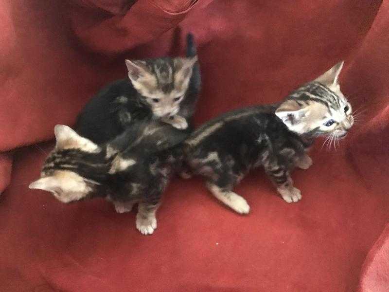 pedigree bengal kittens