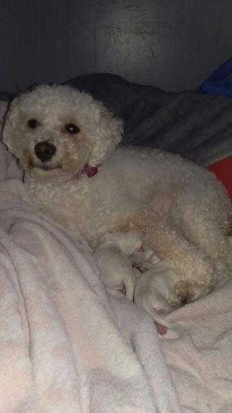 Pedigree Bichon Frise