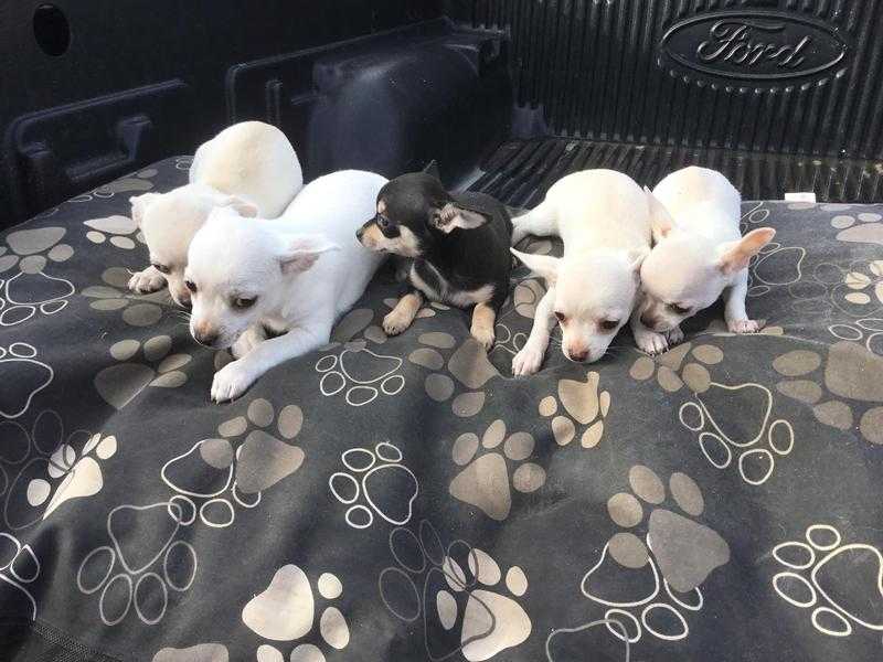 Pedigree Chihuahua Puppies