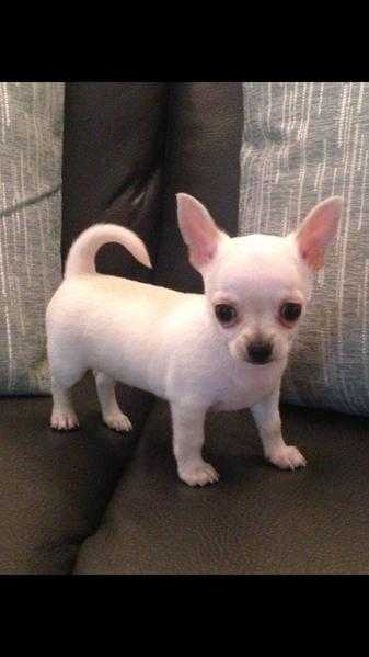 Pedigree Chihuahua puppies