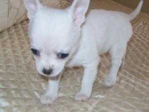 PEDIGREE CHIHUAHUA PUPPIES FOR SALE