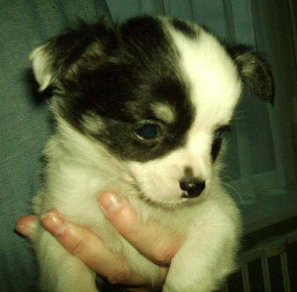 Pedigree Chihuahua Puppy Girl