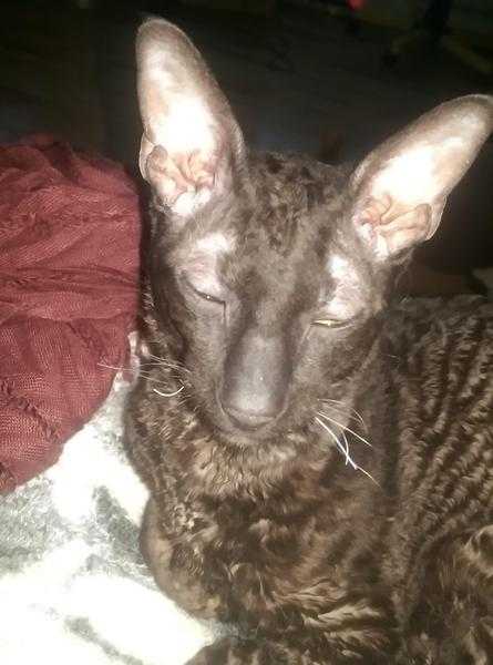 Pedigree cornish rex male kitten cat