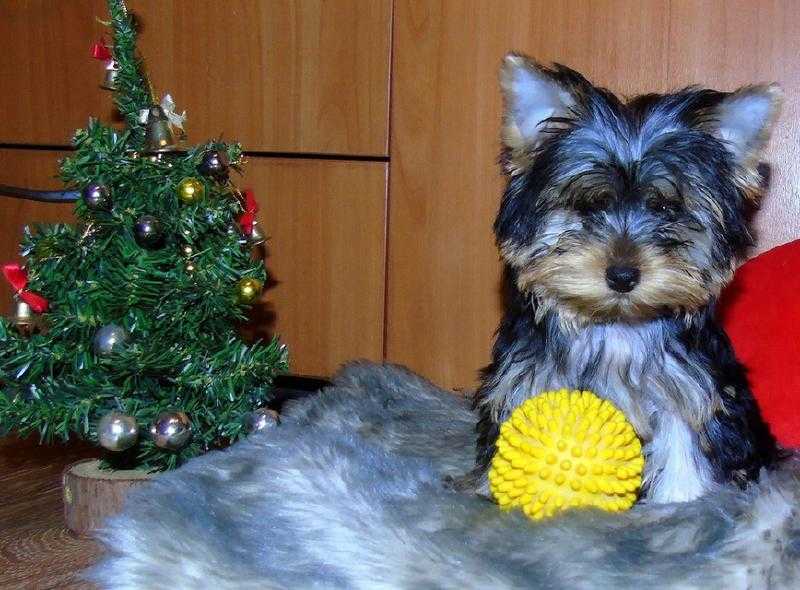 Pedigree cup mini size yorkshire terrier 3 boys